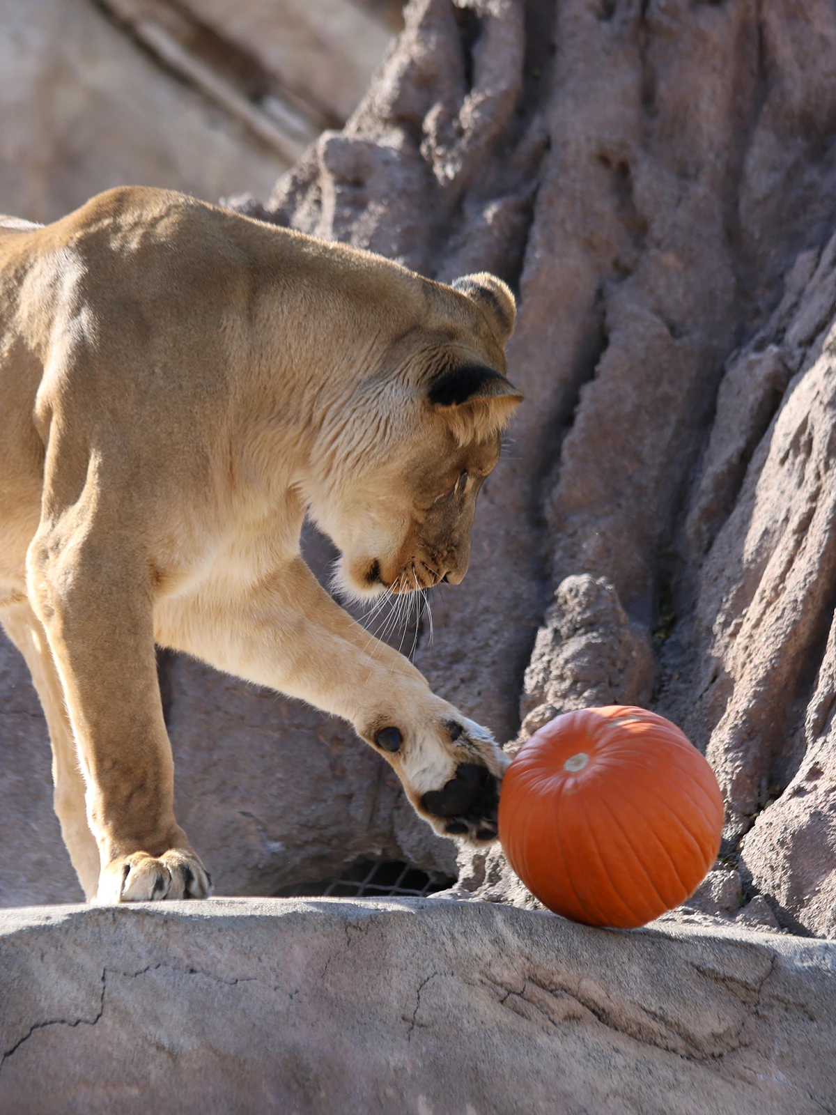 Lion playing with pumpkin
