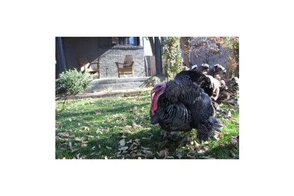 Meet Tofu, the Denver Turkey Lifting Spirits During the Pandemic