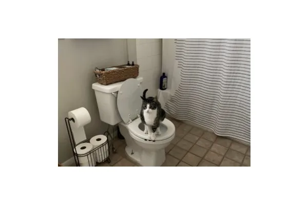 How I Taught My Cat to Use a Toilet During the Pandemic