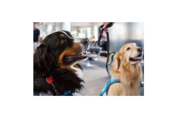 Meet Shogun, Arguably the Chillest (And Fluffiest) Employee At DIA