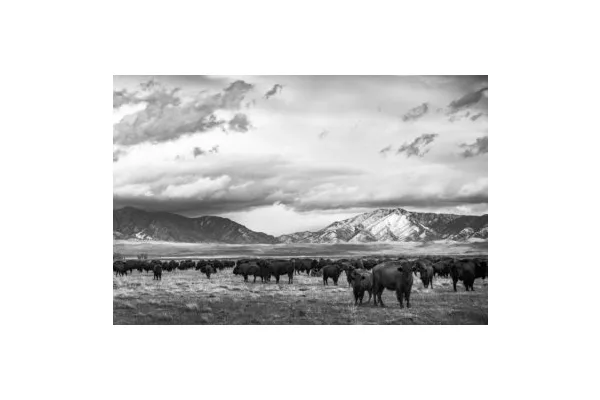 This Local Art Exhibition Is Inspired by Life on the Range