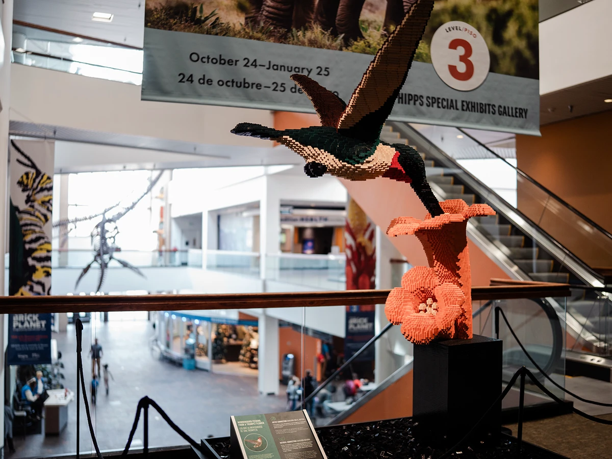 A Lego display of a hummingbird and a flower