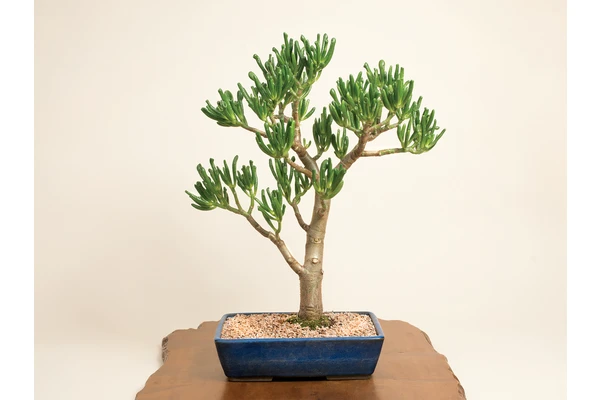 Meet Denver’s Own Bonsai Master