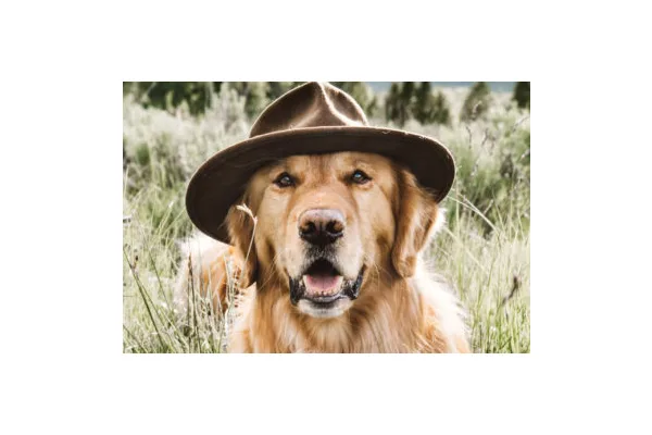At Home With 4 Local Animal Instagram Stars