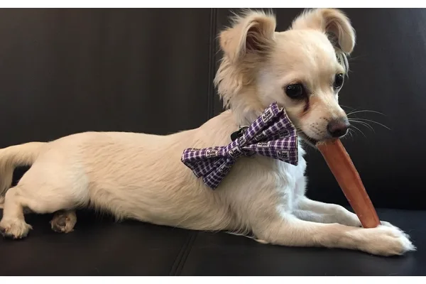 Dog-Friendly Denver: Our Favorite Colorado-Made Pet Products