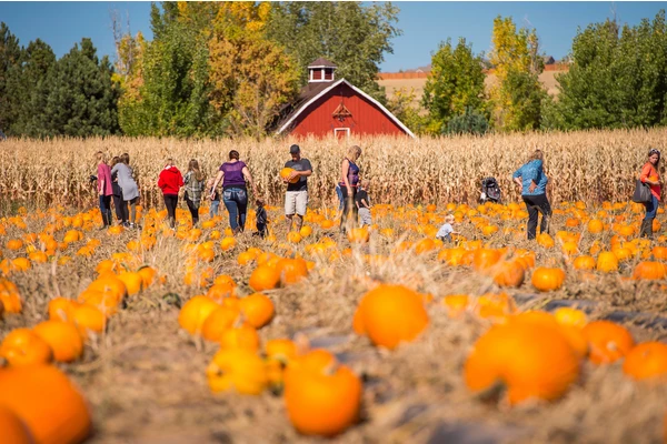 8 Things to Do This Fall in Denver and the Front Range