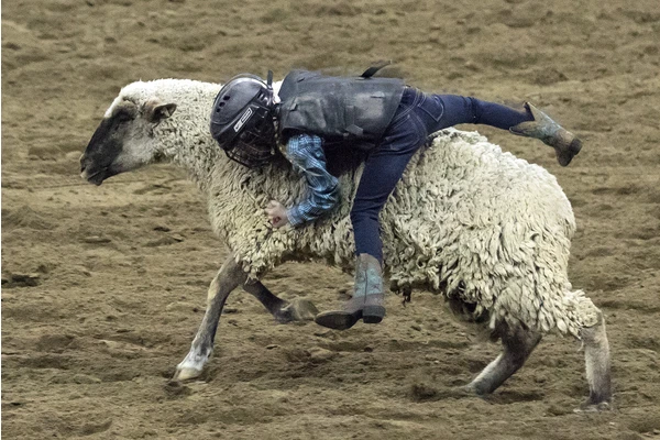 A First-Timer’s Guide to the National Western Stock Show