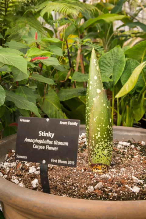 corpse flower