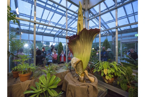 Stinky the Corpse Flower Will Again Come to Life