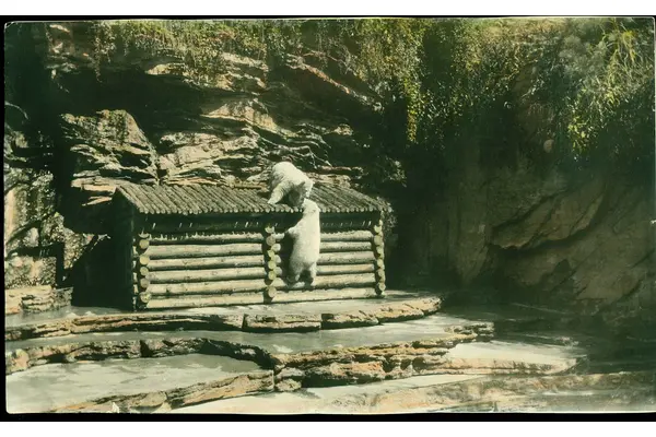How Denver Zoo’s Bear Mountain Exhibit Revolutionized Animal Care