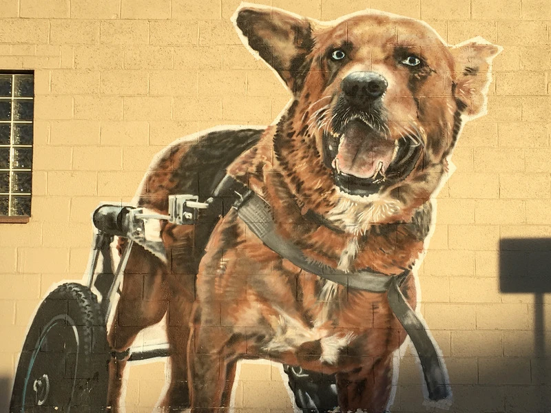 Animal Wellness Center