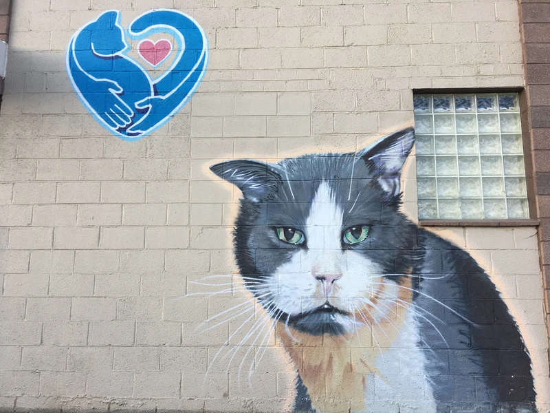 Animal Wellness Center cat