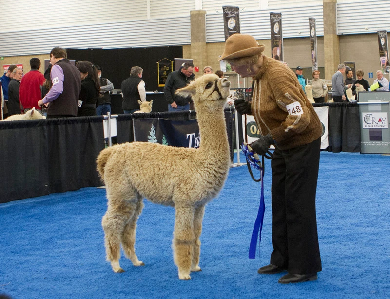 Alpaca in show