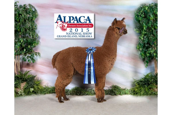 The 2017 National Alpaca Show Returns to Denver