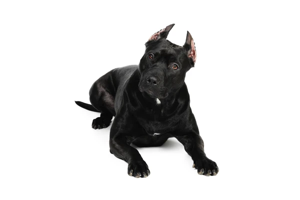 Pit Bulls Back in Denver?
