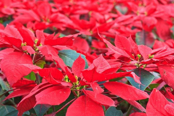 10 Free Things to Do in December