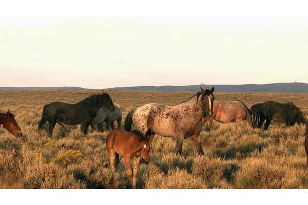 Best Bets: 2013 Starz Denver Film Festival