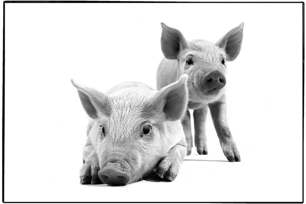 Photo of the Week: Back in Stock