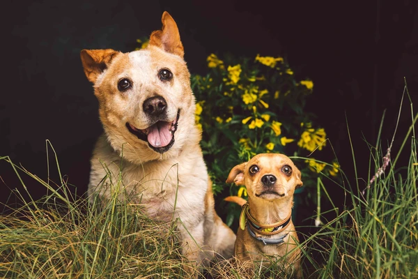 Have Your Dog’s Portrait Taken For a Good Cause