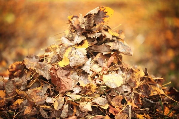 10 Free Things To Do in November