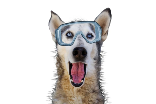 Best Bet: Underwater Dogs