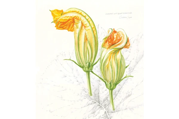 The Story of the Botanical Sketchbook