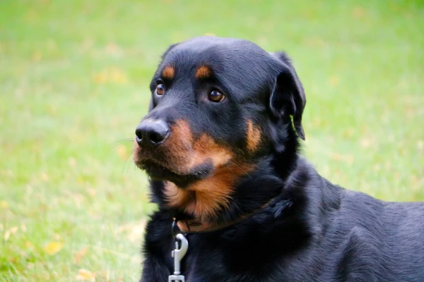 “Forever Faithful” Raises Awareness for Canine Cancer